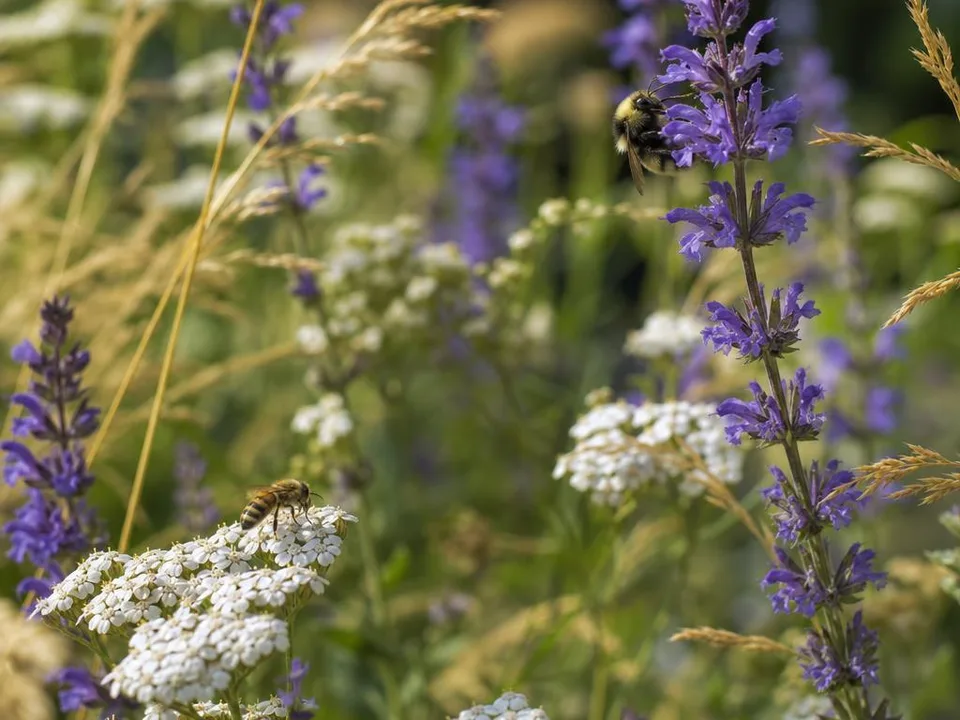 Wildbiene an blühenden Stauden in einer naturnahen Pflanzung